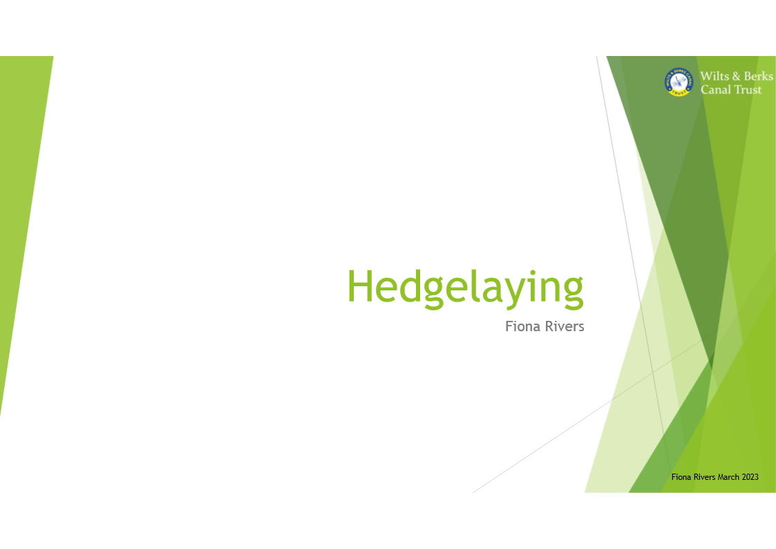 Hedge Laying 1