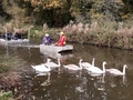 20191106 104717 swans leading boat and pontoon