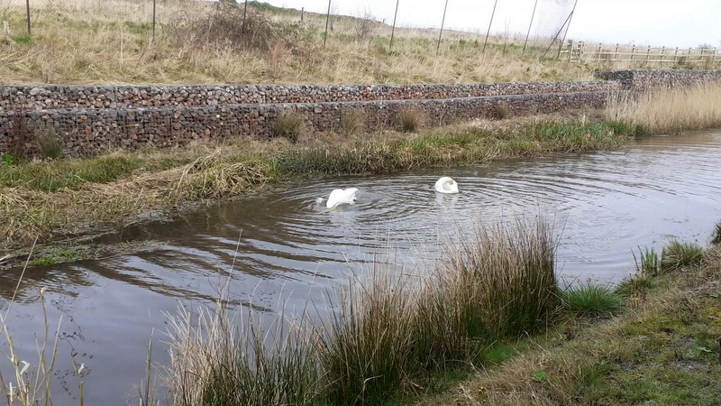 20200404 082838 swans by gabions