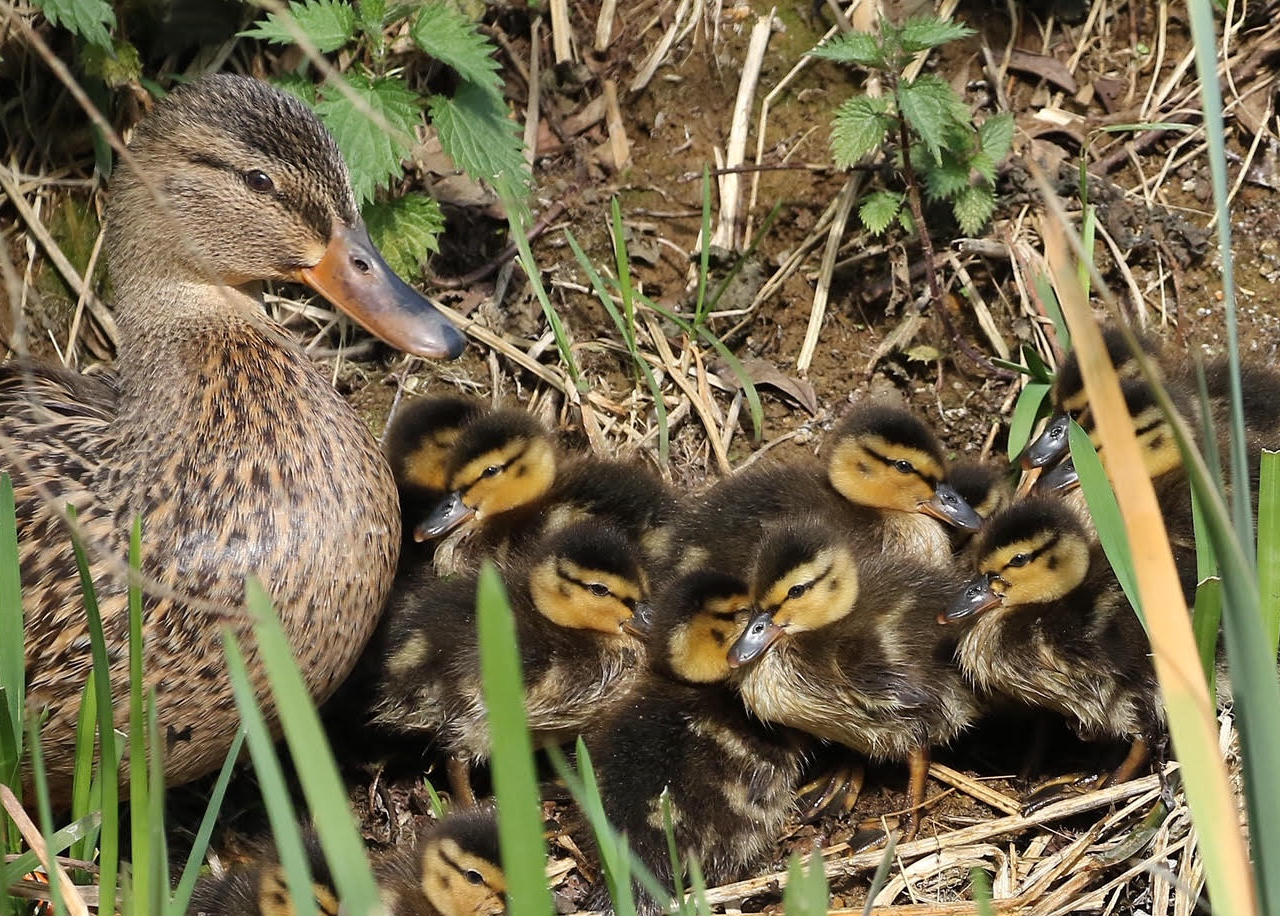 ducklings