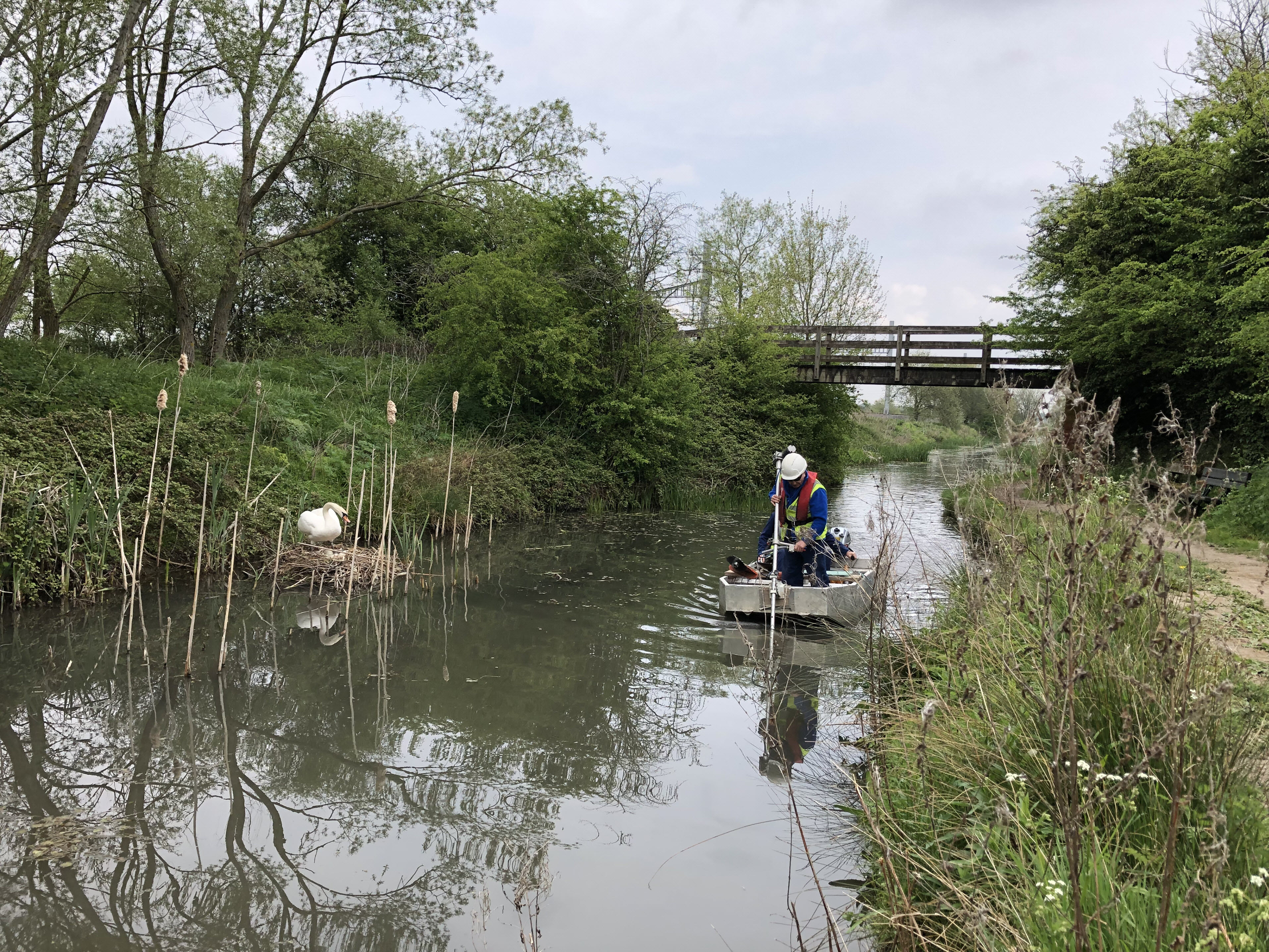 2019 05 01 11.52.51 swans and weed cutter 90x