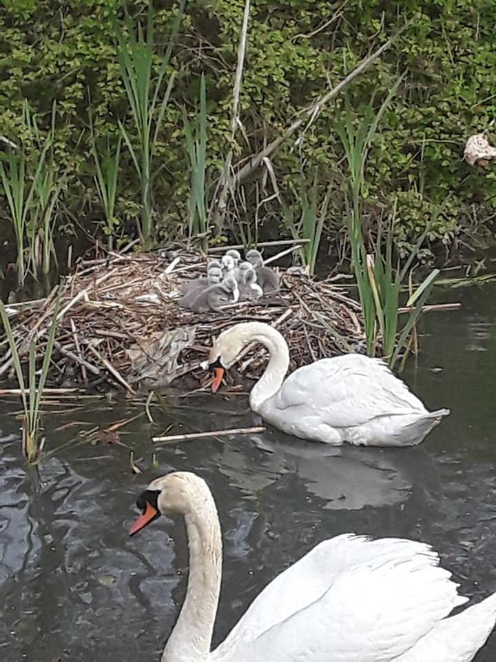  cygnets on nest on 5th May photo by penny birch