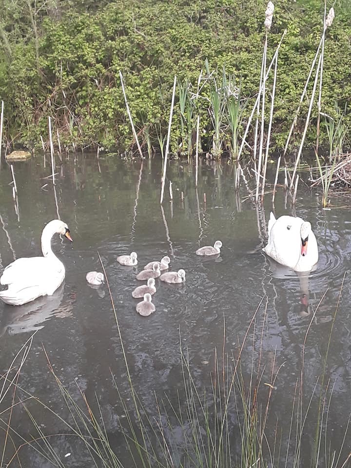 2019 05 10 swan and cygnets on the water 19.30.59