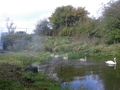 20171020 135936 Swans and cygnets swimming along drainage channel