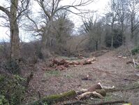 Part of the tip area now almost cleared of scrub & fallen trees
