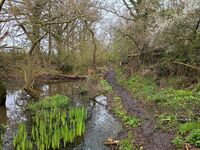 The towpath cleared of fallen trees