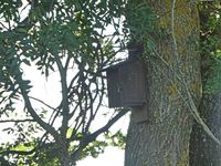 Bat box