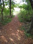 July 2022 paths through the copse re-surfaced