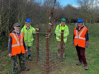 Planting a Jubilee beech