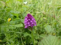 2022 Meadow pyramidal orchid
