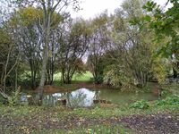 Increasing sunlight on the north pond