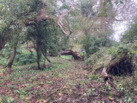 Clearing the path at Uffington Gorse