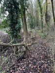 Hedge laying by Moor Mill Road