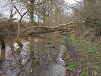 Towpath blocked by fallen trees Feb 2024