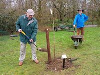 Alan planting his oak tree