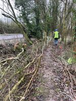 New saplings along Moor Mill Road hedgerow