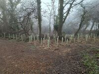New saplings planted around the copse