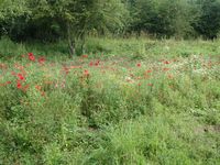 Wildflowers in the meadow area