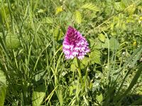 Pyramidal Orchid June 2023