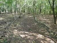 Copse path - start of natural fencing