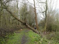 Felling old willow