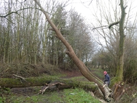 Felling old willow