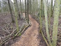 Copse path - Dec 2020