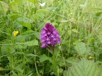 Pyramidal Orchid