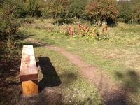 Bench overlooking meadow