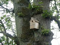 Bird box made by the local scouts