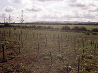 Copse after planting