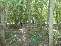 Habitat pile building