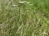 Long grass border