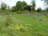 The wildflower area & new tree planting