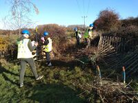 Bramble clearing to give access to the canal bank