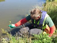 SG Towpath planting 2